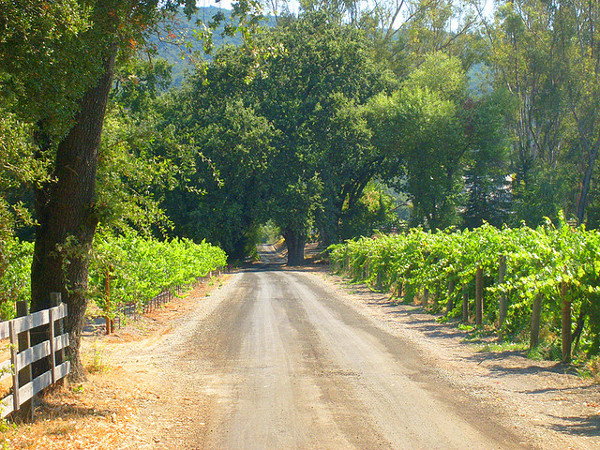 Ruta vino de Sonoma en California