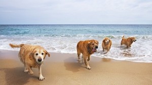 playa para perros