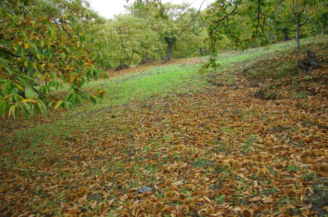 serranía de ronda otoño