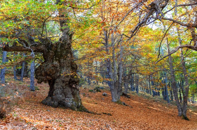 El castañar del Tiemblo Ávila