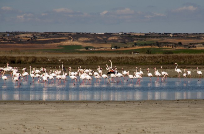 humedales de Villacañas Toledo