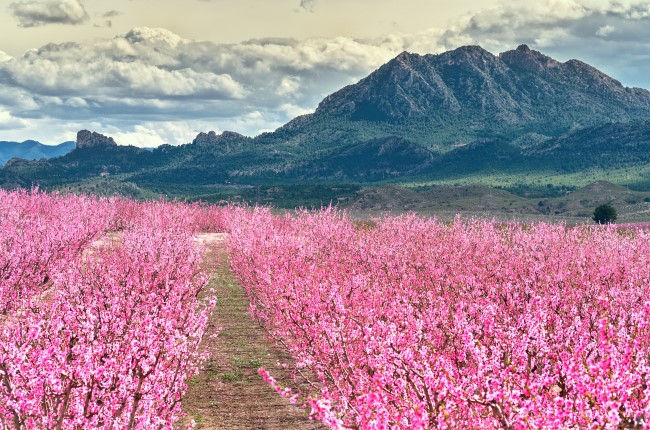 Floración de Cieza Murcia