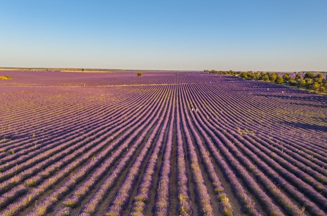 brihuega campos de lavanda