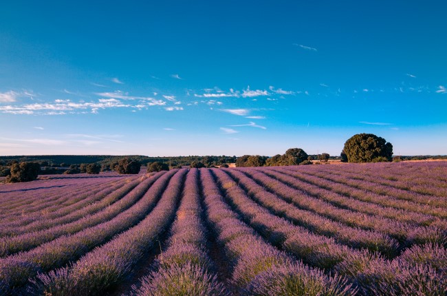 brihuega lavanda
