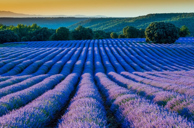 campos de lavanda Brihuega Guadalajara