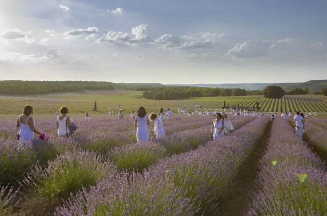 visitas campos de lavanda brihuega