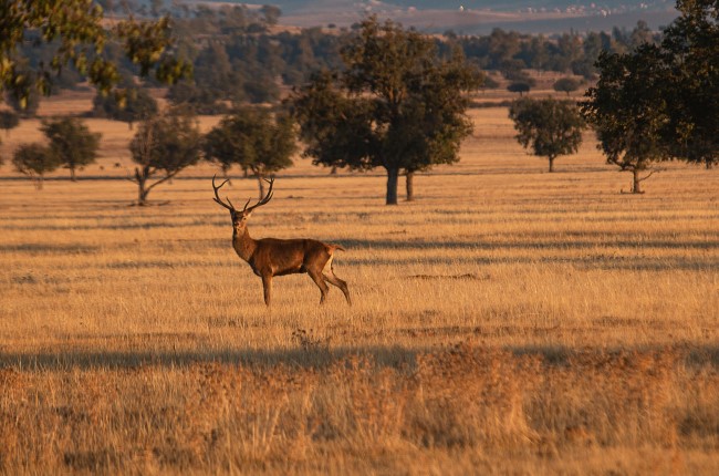 Parque Nacional de Cabañeros berrea ciervo