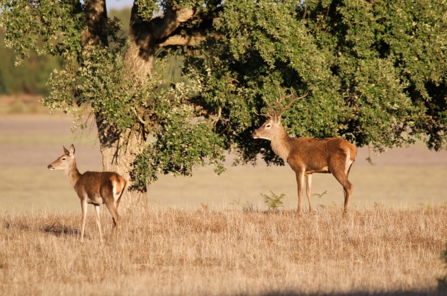 Parque Nacional de Doñana ciervo