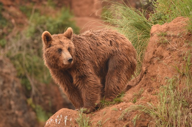 Oso pardo Somiedo Asturias