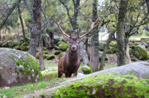 Berrea en Asturias