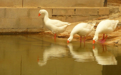 Casa Lo Vivet - Foto 39