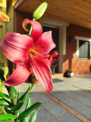 Sauce Mágico - Foto 32