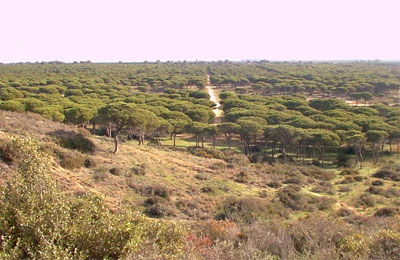 Parque forestal Pinar del Hierro