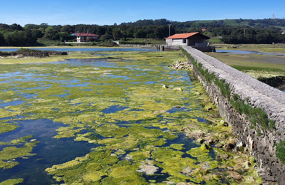 Parque natural de las marismas de Santoña, Victoria y Joyel