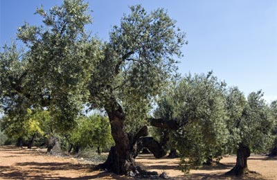 Ruta de los olivos milenarios
